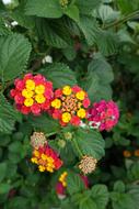 Macro Summer Flowers