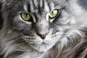 portrait of a grey maine coon