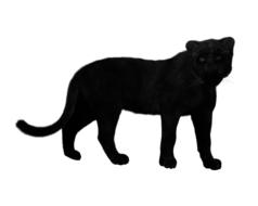 black big cat