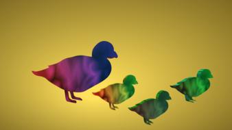 colorful birds duck design