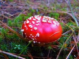 Forest Mushroom Fly Agaric