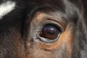 close-up of a mare's face with a big eye