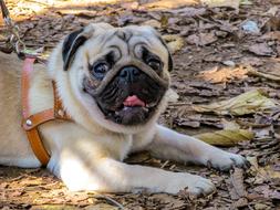 Portrait of the cute, beautiful and colorful Pug dog on the colorful leaves