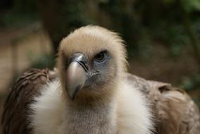 portrait of a carnivorous vulture