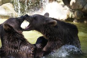 fight of two brown bears in a wildlife park