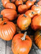 juicy pumpkins are deliciously sweet