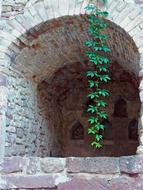 stone wall with plants