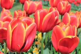 open tulip buds