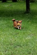 running funny dog