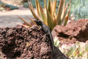 lizard in the desert close up on a blurred background