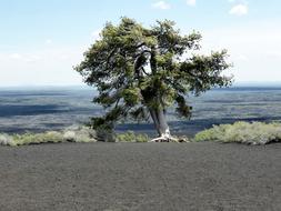 Nature Tree Lonely