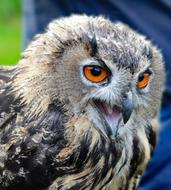 eagle owl with open beak