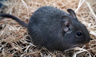gorgeous Degu Mouse