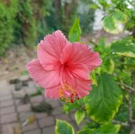 Hibiscus Pink Plant