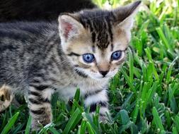 closeup photo of Cat with Blue Eyes