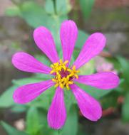 Flower Colourful Colorful