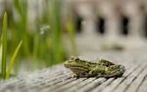 Frog Sit Animal