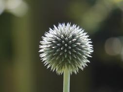 Flower Round Floral