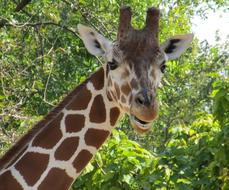 portrait of a giraffe against the background of green trees