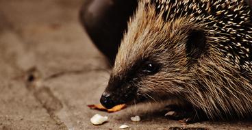 amazing Hedgehog Child