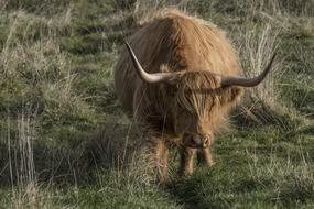 furry Galloway cow