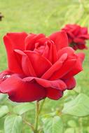 Blossom Bloom Rose