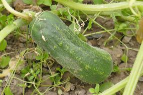 Cucumber Outdoor Close Up