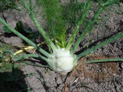 great root of the plant