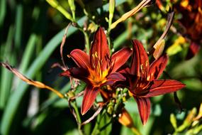 Lilies Red Dark