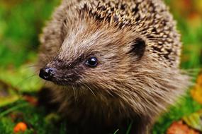 Young Hedgehog looking aside