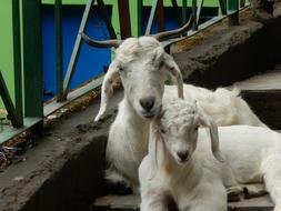 resting goats on the farm