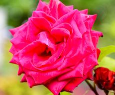 Rose Flower Nature