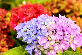 Hydrangea Flower Plant