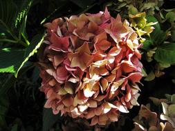 Hydrangea Dusky Pink Autumn