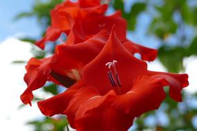 red Gladiolus Plant Blossom