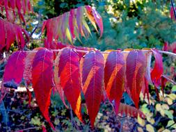 long red leaves on a tree branch