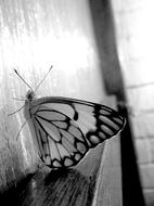 butterfly on the wall in black and white background