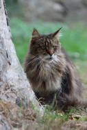 brown fluffy cat sits by the tree