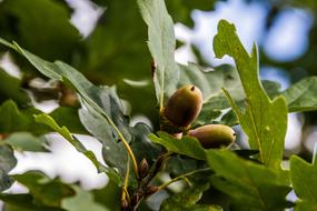 Acorns Oak B tree