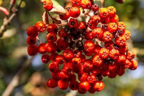 Rowan Red Fruit