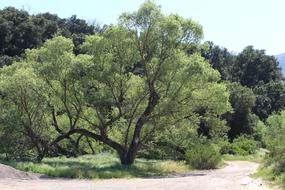 Tree Mountain Green Out