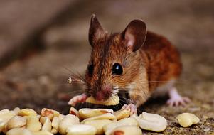 forest mouse nibbles nuts