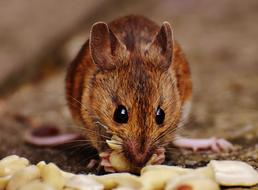 incredibly cute Mouse Rodent