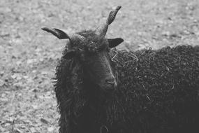 portrait of Black goat with Horns