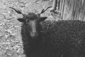 Black Sheep with spiral Horns