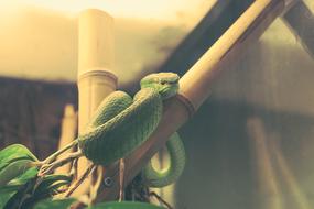 green pillar snake