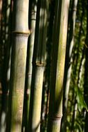 Bamboo Cane Plant