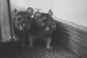 two Rats Sweet