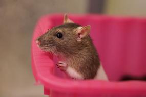 rat in pink basket