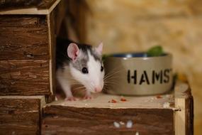 enchanting Rats Sweet